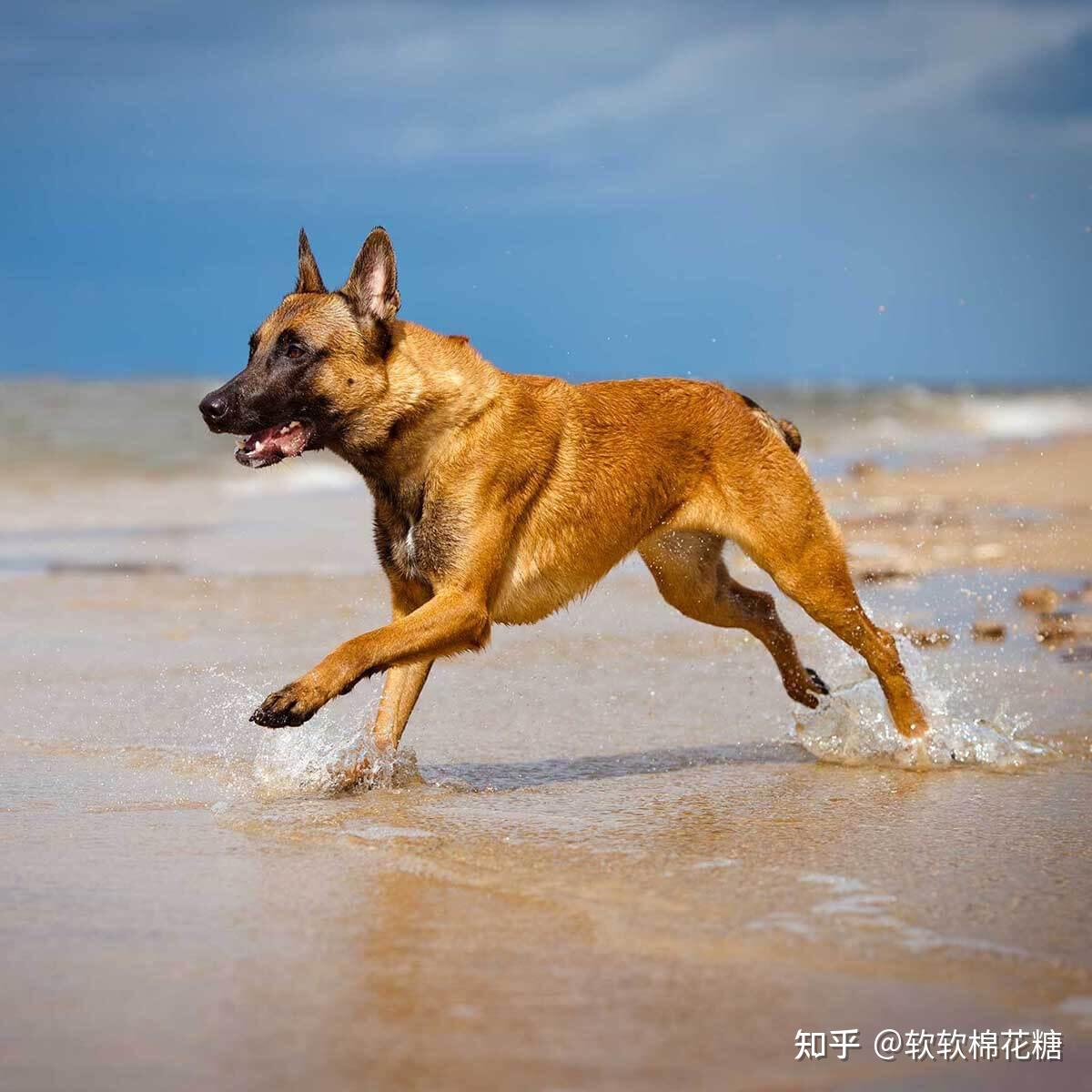 今期狗寇马出特，提六吼九大功成打一个生肖与警惕虚假宣传-全面释义、精准解答解释落实